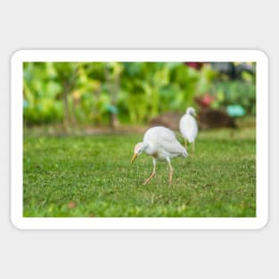 Cattle Egret 2 + 2 Sticker